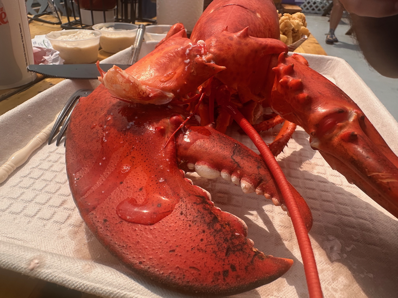Ed ate a monster #lobster